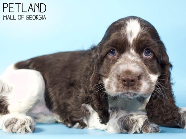 Cocker Spaniel DOG Male CHOC WHITE 5235 Petland Mall of Georgia