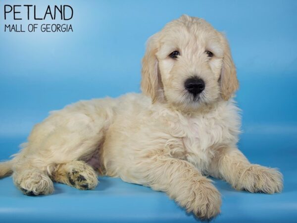 Goldendoodle DOG Male Golden 5224 Petland Mall of Georgia