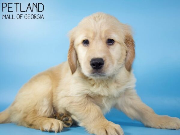 Golden Retriever DOG Male Golden 5222 Petland Mall of Georgia