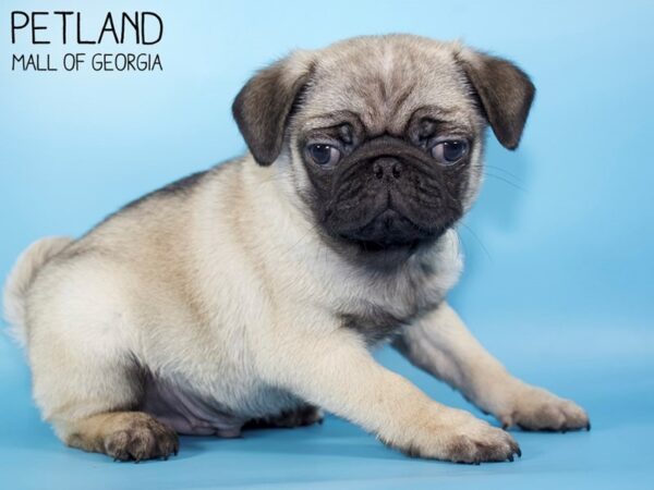 Pug DOG Male Fawn 5270 Petland Mall of Georgia