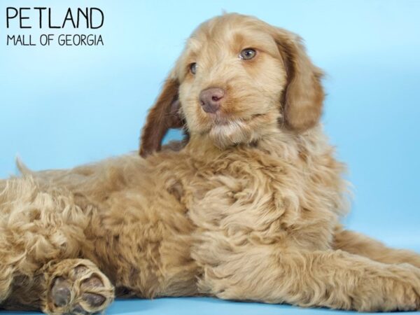 Miniature Goldendoodle 2nd Gen DOG Male Red 5267 Petland Mall of Georgia