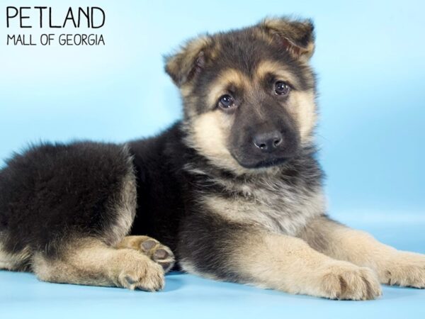 German Shepherd Dog-DOG-Male-Black / Tan-5266-Petland Mall of Georgia