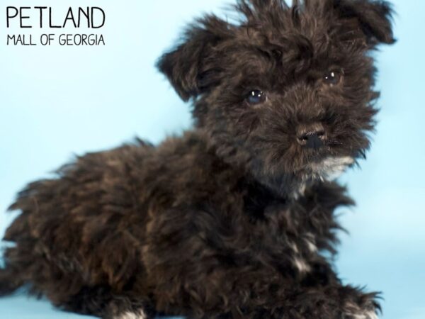 SilkyChon-DOG-Male-Black-5262-Petland Mall of Georgia