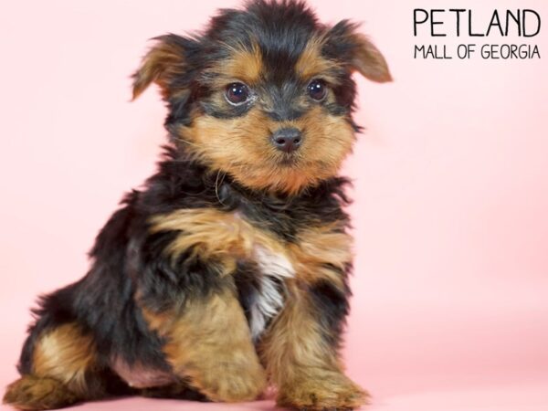 Yorkshire Terrier DOG Female Black / Tan 5261 Petland Mall of Georgia