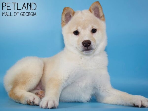 Shiba Inu DOG Male Cream 5256 Petland Mall of Georgia