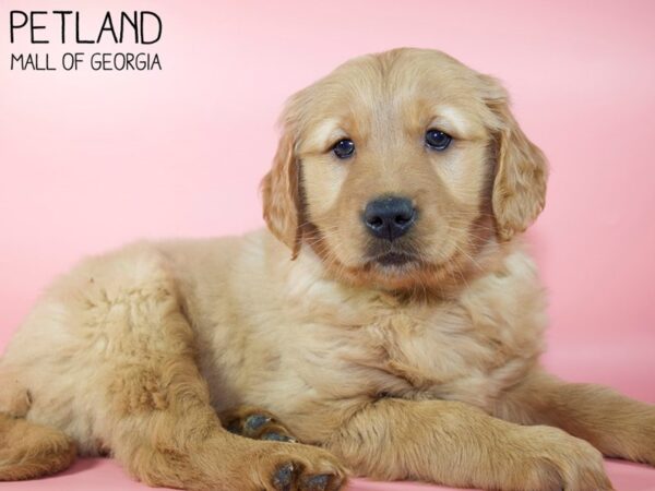 Golden Retriever DOG Female Golden 5253 Petland Mall of Georgia