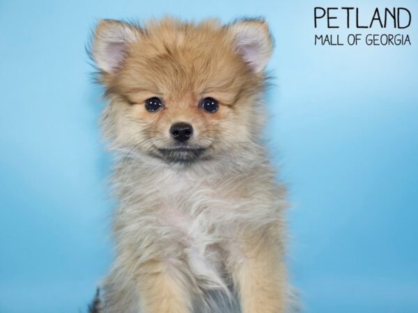 Pomeranian DOG Male Wolf Sable 5252 Petland Mall of Georgia