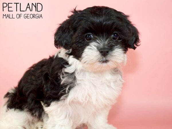 Bichonpoo-DOG-Female-BLK WHITE-5248-Petland Mall of Georgia