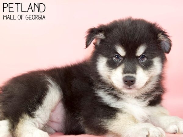 Pomsky DOG Female BLK WHITE 5247 Petland Mall of Georgia