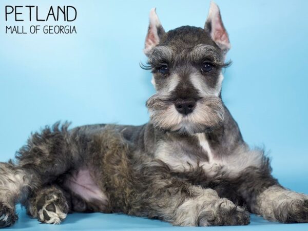 Miniature Schnauzer DOG Male SALT PEPPER 5246 Petland Mall of Georgia