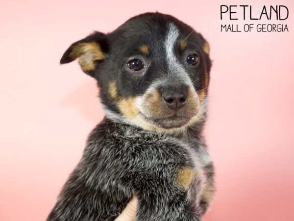 Blue Heeler-DOG-Female-Blue Merle-5238-Petland Mall of Georgia