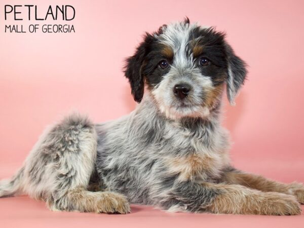 Cattledoodle-DOG-Female-Black / Tan-5315-Petland Mall of Georgia