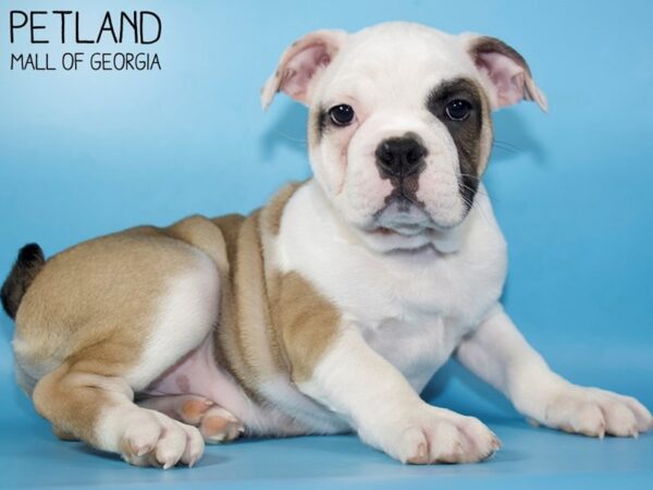 Free Lance Bulldog-DOG-Male-Fawn-5314-Petland Mall of Georgia