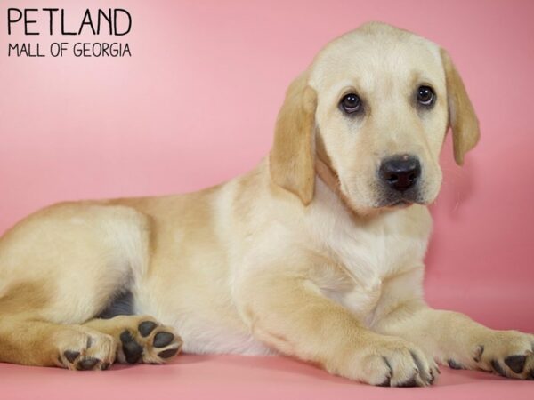 Labrador Retriever DOG Female Yellow 5312 Petland Mall of Georgia