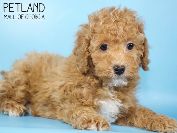 Miniature Poodle DOG Male Red 5304 Petland Mall of Georgia