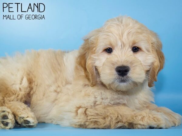 Miniature Goldendoodle DOG Male Golden 5301 Petland Mall of Georgia