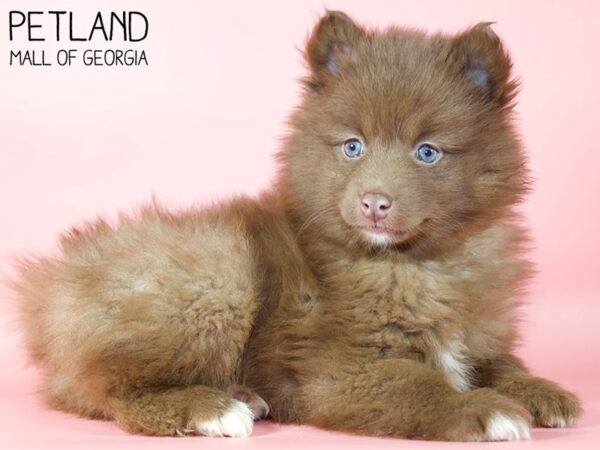 Pomsky 2nd Gen-DOG-Female-Chocolate-5296-Petland Mall of Georgia
