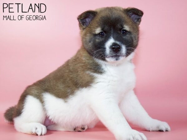 Shiba Inu DOG Female Red Sesame 5295 Petland Mall of Georgia