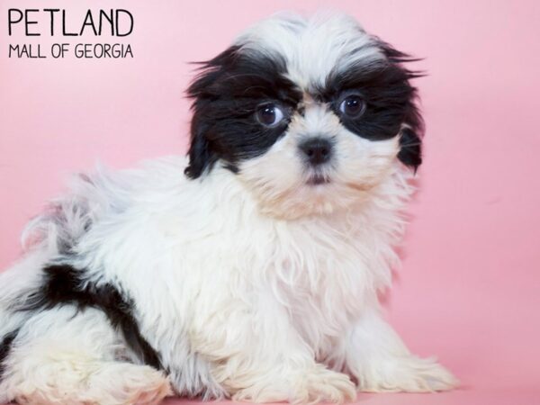 Shih Tzu DOG Female Black / White 5291 Petland Mall of Georgia