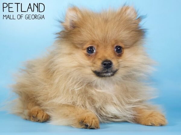 Pomeranian DOG Male SABLE 5289 Petland Mall of Georgia