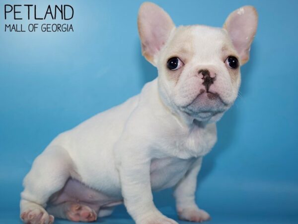 French Bulldog DOG Male FAWN WHITE 5288 Petland Mall of Georgia