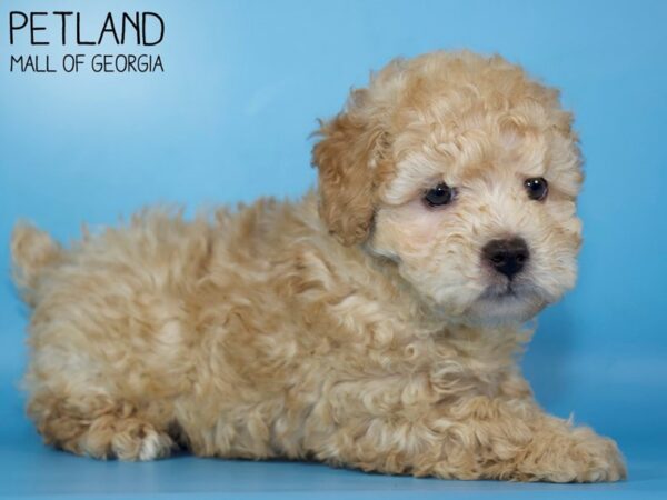 Miniature Poodle DOG Male Apricot 5290 Petland Mall of Georgia