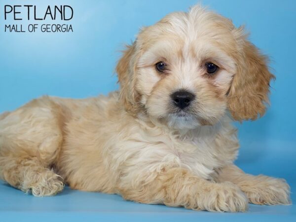 Cavachon DOG Male RUBY 5277 Petland Mall of Georgia