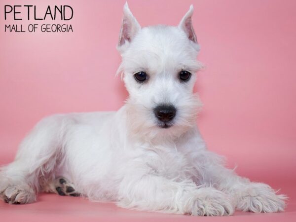 Miniature Schnauzer DOG Female WHITE 5327 Petland Mall of Georgia