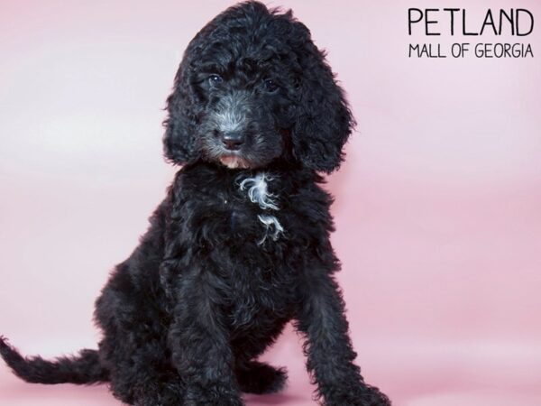 Goldendoodle DOG Female Black with White spot 5321 Petland Mall of Georgia