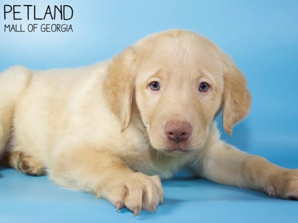 Labrador Retriever DOG Male Yellow 5320 Petland Mall of Georgia