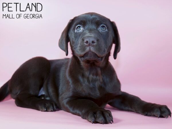 Labrador Retriever DOG Female Chocolate 5319 Petland Mall of Georgia