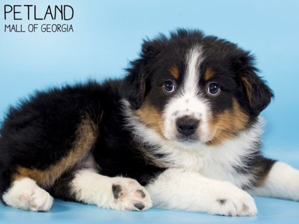 Australian Shepherd DOG Male Black 5359 Petland Mall of Georgia