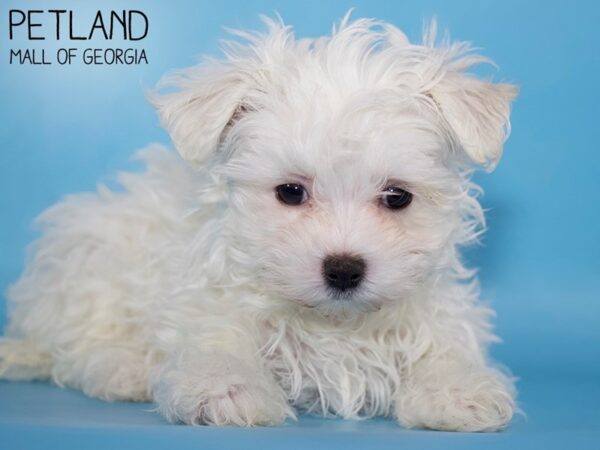 Maltese DOG Male White 5357 Petland Mall of Georgia