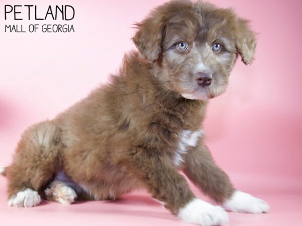 Huskipoo-DOG-Female-Red / White-5352-Petland Mall of Georgia