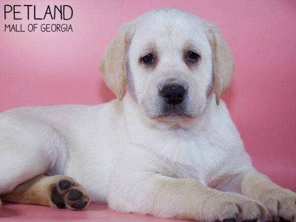 Labrador Retriever DOG Female Yellow 5349 Petland Mall of Georgia