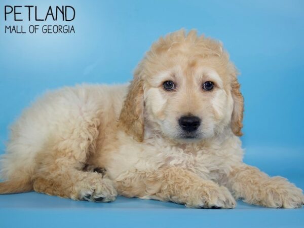 Miniature Goldendoodle DOG Male Golden 5348 Petland Mall of Georgia