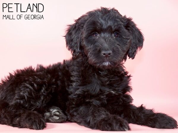 Miniature Goldendoodle DOG Female Black 5347 Petland Mall of Georgia