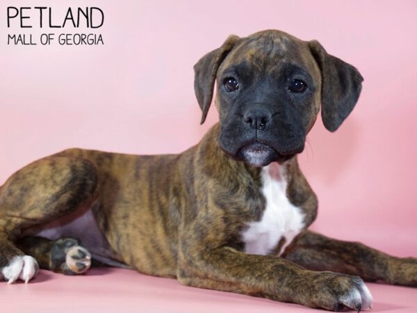 Boxer DOG Female Brindle 5346 Petland Mall of Georgia