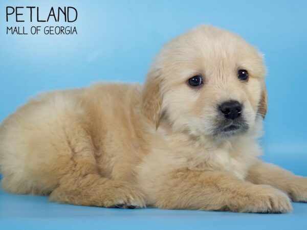 Golden Retriever DOG Male Golden 5345 Petland Mall of Georgia