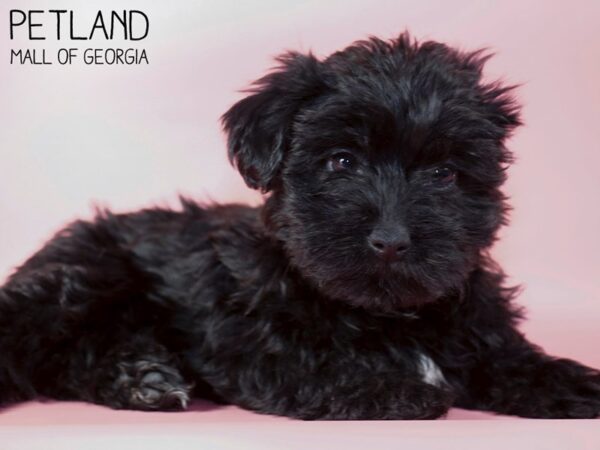 Yorkiepoo DOG Female BLK WHITE 5342 Petland Mall of Georgia