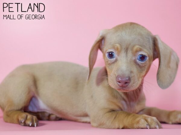 Dachshund DOG Female DAPPLE 5341 Petland Mall of Georgia