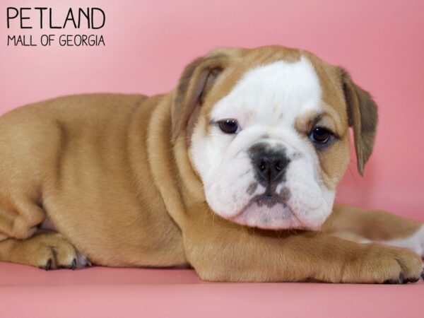 English Bulldog DOG Female FAWN WHITE 5340 Petland Mall of Georgia