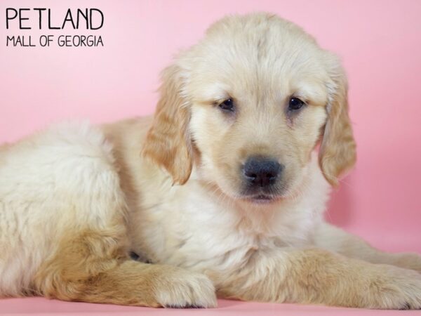 Golden Retriever DOG Female GOLDEN 5334 Petland Mall of Georgia