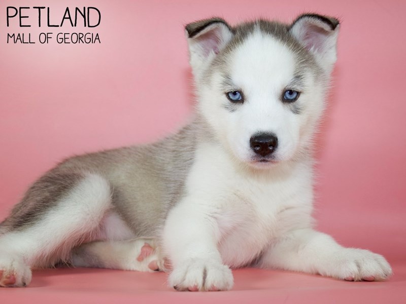 white-siberian-husky-puppies-with-blue-eyes