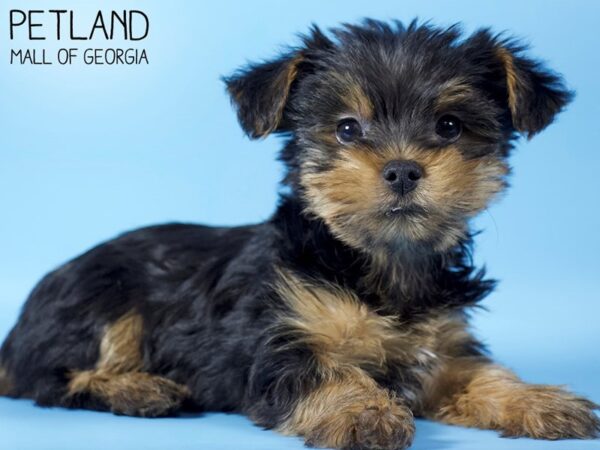 Yorkshire Terrier DOG Male Black / Tan 5378 Petland Mall of Georgia