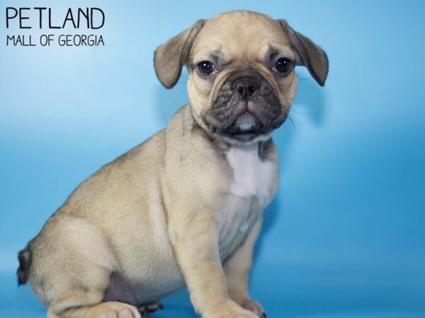 French Bulldog DOG Male Fawn 5377 Petland Mall of Georgia