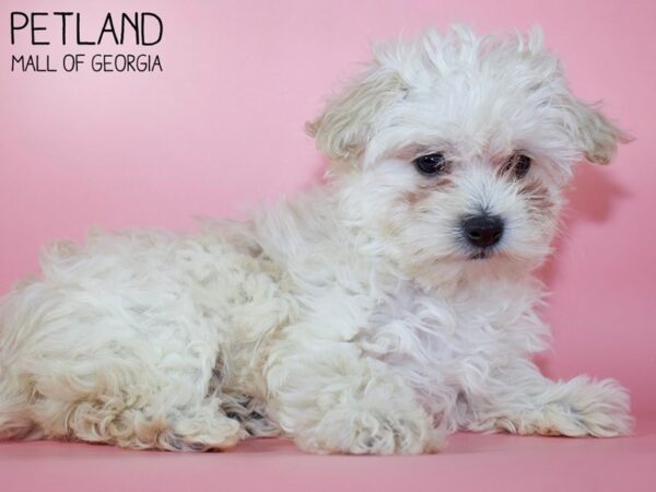 Bichonpoo-DOG-Female-CREAM-5376-Petland Mall of Georgia