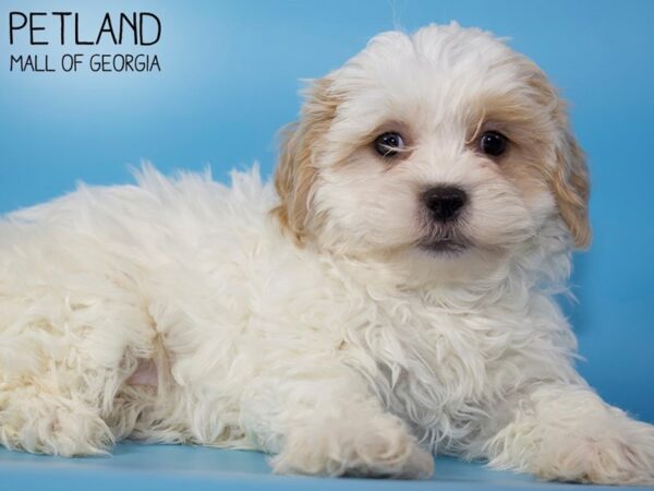 Shihpoo-DOG-Male-White and Tan-5372-Petland Mall of Georgia