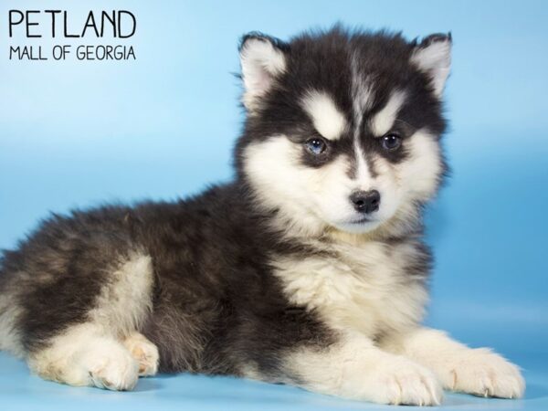 Pomsky DOG Male Black & White 5371 Petland Mall of Georgia