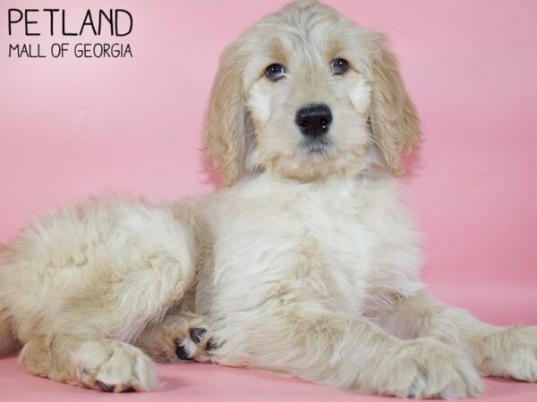 Goldendoodle DOG Female creme 5368 Petland Mall of Georgia